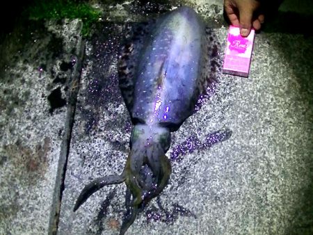 石津浜　アオリイカ釣果　湾内でもアオリイカ、コウイカ